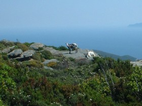 Epaves sous marine en Corse